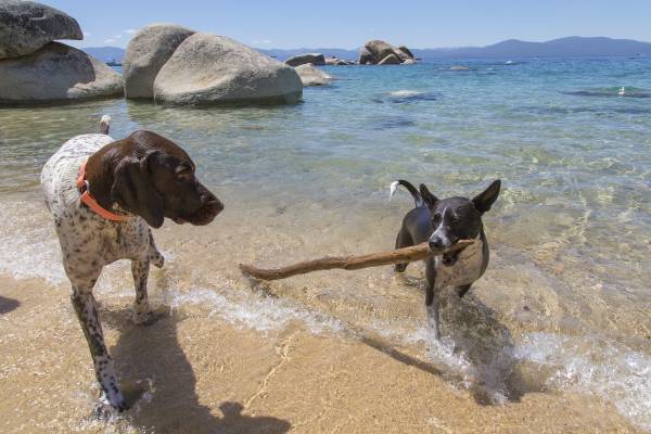 dogs on beach Lake Tahoe